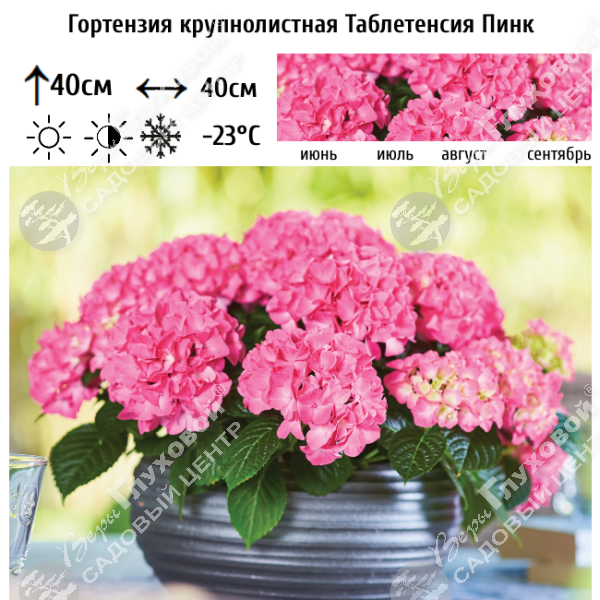 Гортензия крупнолистная "Таблетенсия Пинк" на фото
