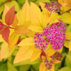 Спирея японская (Spiraea japonica) Файерлайт С3 СП/24