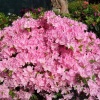 Азалия японская (Azalea japonica) 'Kermesina'  С5 ПЧ/24