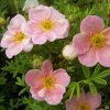 Лапчатка кустарниковая (Potentilla fruticosa) Гламур Герл С3 СП/24