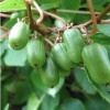Актинидия аргута (Actinidia arguta) Вайки С3 СП/25
