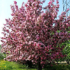Яблоня (Malus) Ола 100-125 С10 РГр/25
