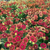 Гелениум (Helenium) Бандера С2 ГлХ/26
