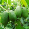 Актинидия аргута (Actinidia arguta) Иссаи С3 СП/25