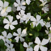Барвинок малый (Vinca minor) Гертруда Джекил С3 СП/24