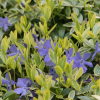 Барвинок малый (Vinca minor) Ауреовариегата С3 ГлХ/25