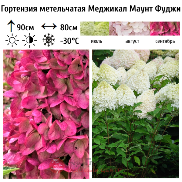 Основное изображение товара