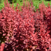 Барбарис Тунберга (Berberis thunbergii) Венис С3 СП/25