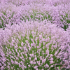 Лаванда узколистная (Lavandula angustifolia) Розеа С3 СП/24