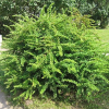 Барбарис Тунберга (Berberis thunbergii) Грин Орнамент С3 СП/23