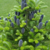 Пихта корейская (Abies koreana)   С3 СП/25