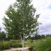 Береза пушистая (Betula pubescens) 100-125 С7,5 БАл/25