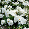 Роза миниатюрная "Flower Carpet Schneeflocke" на фото