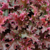 Гейхера гибридная (Heuchera x hybrida) Кримсон Керлс С2 СП/25