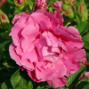 Роза Ругоза (Rosa rugosa) Romantic Roadrunner С5 НАп/25