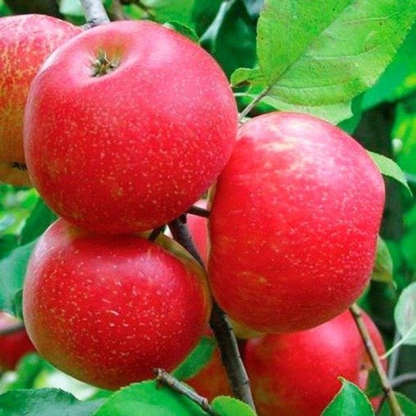 Яблоня Хоней крисп (зимний сорт)