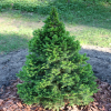 Ель сизая (Picea glauca) Коника Децембер С3 СП/24