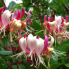 Жимолость вьющаяся (Lonicera periclymenum) Серотина 80-100 С2 ПК/26
