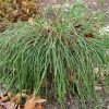 Туя складчатая (Thuja plicata) Випкорд  С3 ПА/23