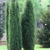 Можжевельник обыкновенный (Juniperus communis) Хиберника 40-60 С3 ПК/25