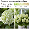 Гортензия метельчатая (Hydrangea paniculata) Литтл Споки  С3 СП/26