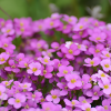 Арабис кавказский (Arabis caucasica) Кэтвок Пинк С2 РФр/26
