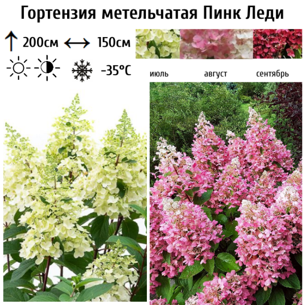 Основное изображение товара
