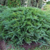 Можжевельник казацкий (Juniperus sabina) Тамарисцифолия  С3 СП/25
