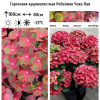 Гортензия крупнолистная (Hydrangea macrophyllа) Ребелион Чоко Лав С5 ГлХ/26