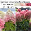 Гортензия метельчатая "Пинк Промизе" на фото
