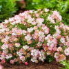 Роза миниатюрная (Rosa) Cutie Pie С5 ГлХ/24