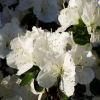 Азалия японская (Azalea japonica) 'Snezka' С3 ПЧ/24