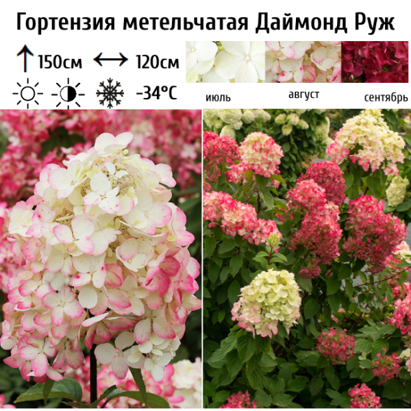 Основное изображение товара