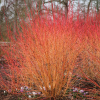 Дерен кроваво-красный (Cornus sanguinea) Мидвинтер Файер С3 НАп/25