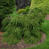 Ель обыкновенная (Picea abies) Форманек d50-70 х h50-70 WRB30 ком/сетка СП/25