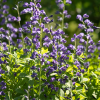 Баптизия белая (Baptisia alba) С3 СП/24