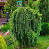 Лиственница тонкочешуйчатая (Larix kaempferi) Стиф Випер Шт-120 С7,5-10 ГлХ/25
