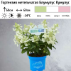 Гортензия метельчатая "Блумулус Кумулус" на фото