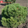Сосна обыкновенная (Pinus sylvestris) Писковиц d60-80 х h40-60 WRB40 ком/сетка СП/25