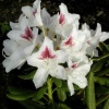Рододендрон (Rhododendron) крупноцветковый 'P. M. A. Tigerstedt' 30-40 С5 ПЧ/24