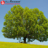 Ясень обыкновенный (Fraxinus excelsior) 200-250 С25 БАл/25