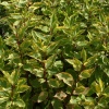 Дерен белый (Cornus alba) Шпэти   С3 СП/24