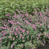 Снежноягодник (Symphoricarpos chenaultii)  Симфони С3 СП/25 бел 399, роз 274