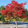 Рябина (Sorbus) Додонг 125-150 С5 РСав/25