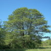 Ольха черная (Alnus glutinosa) 125-150 С15 БАл/25