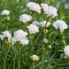 Армерия приморская (Armeria maritimа) Армада Вайт С2 РФр/26