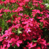 Флокс шиловидный (Phlox subulata) Атропурпуреа Р9 НАп/26