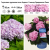 Гортензия крупнолистная (Hydrangea macrophyllа) Эндлесс Саммер Ориджинал Пинк  С3 БдН/26