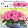 Гортензия крупнолистная (Hydrangea macrophyllа) Таблетенсия Пинк С5 НСх/26