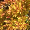 Барбарис Тунберга (Berberis thunbergii) Саммер Сансет  С3 СП/24
